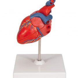 Human Heart Model