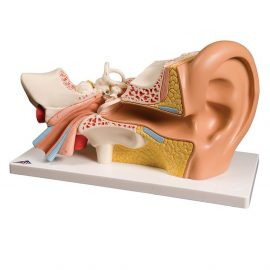 Human Ear Anatomy Model